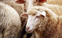 La Baule : mouton égorgé à deux pas du front de mer, le maire porte plainte