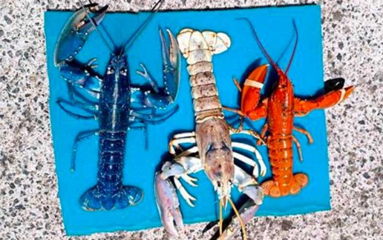 Le Croisic : des homards Bleu, Blanc et Rouge pour la Fête Nationale