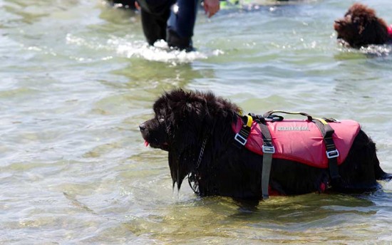 Une démonstration de chiens de sauvetage le 15 août au Croisic